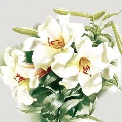 Nicole Fantini Collection Serene Green Disposable Lunch Paper Napkins 20 Ct