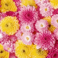 Nicole Fantini Collection Flowers #32 Disposable Lunch Paper Napkins 20 Ct