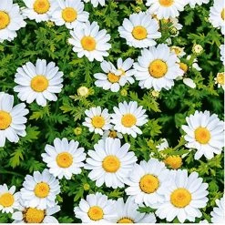 Nicole Fantini Collection Elegant Napkins Flowers #37 Disposable Lunch Paper Napkins 20 Ct